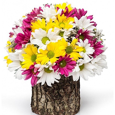 Doal Ahap Ktkte Renkli Papatya